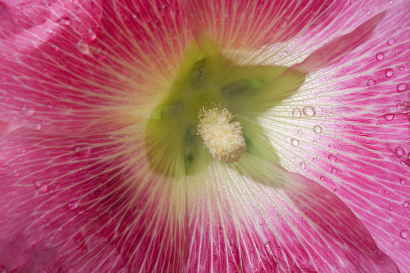 无人,横图,室外,特写,白天,正面,爱情,幸福,水,露水,盛开,透明,液体,水滴,粉红色,粉红,浪漫,花蕾,水珠,花,花瓣,花朵,鲜花,一朵,粉色,露珠,花苞,花蕊,健康,可爱,活泼,青春,生机,满足,甜美,时髦,剔透,温柔,纯真,灵动,胡葵,戎葵,蜀葵,卫足葵,一丈红,通明,彩图,晶莹