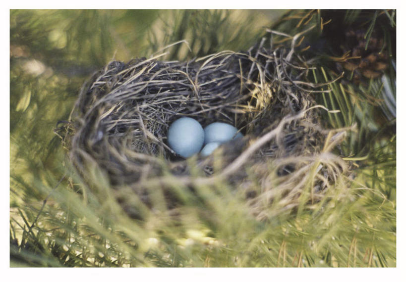 无人,横图,俯视,室外,特写,白天,植物,朦胧,模糊,鸟巢,鸟窝,蛋,干草,枝条,树,树木,树枝,三个,草垛,卵,虬枝,枝杈,干草垛,彩图,高角度拍摄