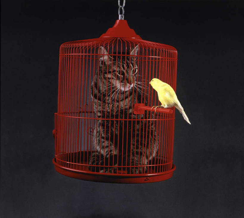 无人,坐,横图,室内,白天,正面,宠物,猫,鸟,金属制品,黑色背景,金属,鸟类,鸟笼,注视,一个,一只,黄色,红色,动物,观察,看,可爱,摄影,影棚,单个,观看,察看,关注,猫咪,金丝雀,雀,白燕,白玉鸟,芙蓉鸟,坐着,彩图,全身,影棚拍摄,拍摄