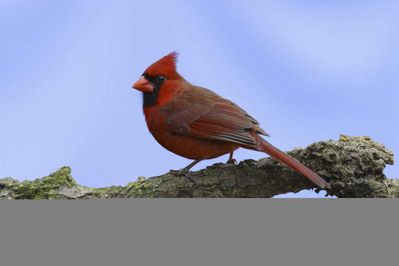 无人,站,横图,室外,白天,侧面,旅游,度假,美景,鸟,阴影,光线,鸟类,影子,景观,树桩,注视,娱乐,树,树干,一只,红色,蓝色,蓝天,天空,阳光,自然,天,观察,看,站着,享受,休闲,木桩,景色,放松,晴朗,观看,察看,关注,自然风光,红衣主教鸟,主红雀,万里无云,红衣主教蜡嘴鸟,主教鸟,晴空,晴空万里,站立,彩图,全身