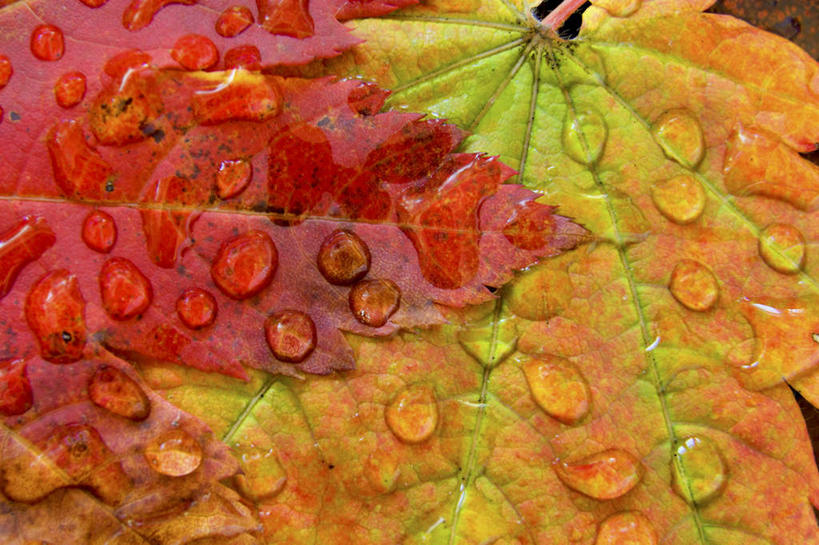 无人,横图,俯视,室外,特写,白天,美景,秋季,水,露水,叶子,透明,液体,景观,水滴,枫叶,枯叶,落叶,水珠,黄色,红色,自然,露珠,景色,生机,枫树叶,剔透,自然风光,灵动,通明,叶,叶片,秋,秋天,彩图,高角度拍摄,葡萄槭,藤枫,藤槭,晶莹