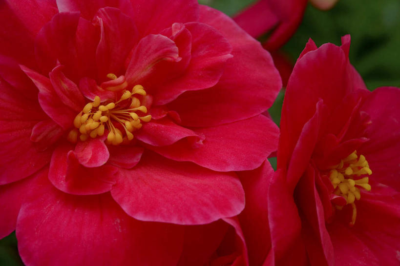 无人,横图,俯视,室外,特写,白天,兴奋,热情,花海,花圃,植物,海棠花,叶子,盛开,海棠,开放,花蕾,花,花瓣,花朵,花卉,鲜花,红色,绿色,花丛,花束,花田,花苞,花蕊,健康,温暖,奔放,活力,积极,激情,自信,朝气,呵护,暖色,秋海棠,吉祥,生命,饱满,革命,热烈,赤色,八月春,解语花,相思草,岩丸子,充实,斗志,喜气,主动,彩图,高角度拍摄,欢乐