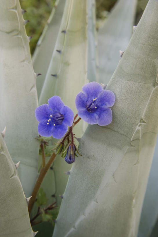 无人,竖图,室外,特写,白天,正面,爱情,花海,花圃,美景,植物,风信子,仙人掌,叶子,朦胧,模糊,盛开,火焰,景观,草药,花蕾,中药,花,花瓣,花朵,花卉,鲜花,绿色,紫色,自然,花丛,花束,花田,花苞,花蕊,景色,悲伤,喜悦,风信花,自然风光,药材,中草药,怀念,中药材,本草,牛舌头,悲哀,玉芙蓉,仙巴掌,火掌,霸王树,彩图