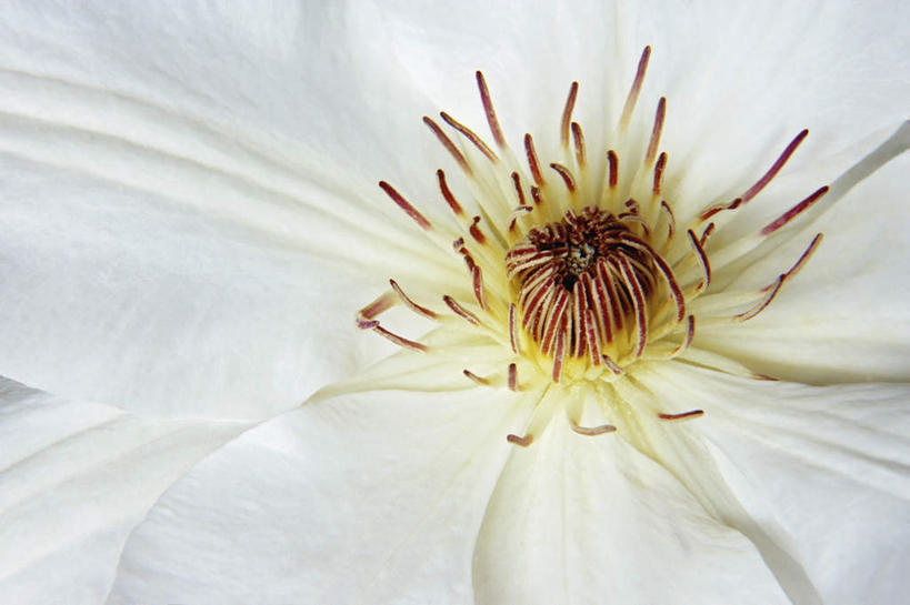 无人,横图,俯视,室内,特写,白天,盛开,铁线莲,花蕾,花,花瓣,花朵,鲜花,一朵,白色,花苞,花蕊,番莲,威灵仙,山木通,卫生,纯真,洁净,光明,恬静,中间色,朴素,清白,彩图,高角度拍摄