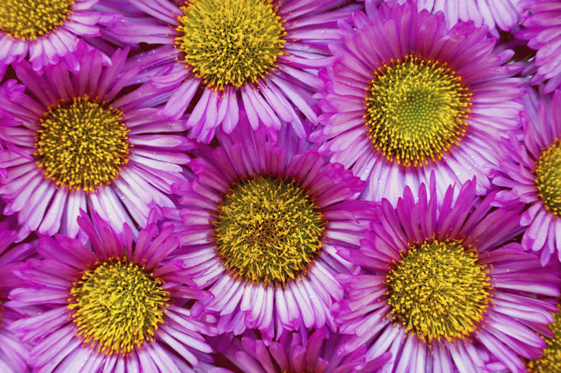 无人,横图,俯视,室外,特写,白天,爱情,幸福,美景,植物,盛开,景观,粉红色,草药,药草,粉红,浪漫,花蕾,中药,花,花瓣,花朵,鲜花,粉色,自然,花苞,花蕊,健康,景色,可爱,活泼,青春,满足,机智,甜美,时髦,自然风光,止咳,药材,中草药,温柔,纯真,中药材,本草,说谎,化痰,紫苑,紫苑花,彩图,高角度拍摄,润肺