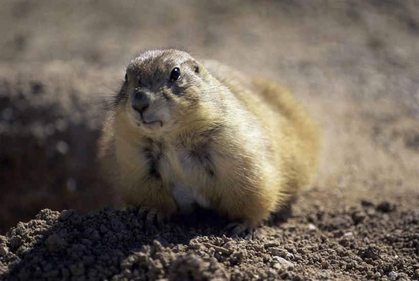 无人,横图,室外,特写,白天,正面,美景,野生动物,阴影,朦胧,模糊,光线,影子,景观,泥土,土壤,注视,一只,阳光,自然,动物,观察,看,趴着,景色,可爱,活泼,观看,察看,关注,自然风光,土拨鼠,草原犬鼠,旱獭,天竺鼠,趴,彩图,全身