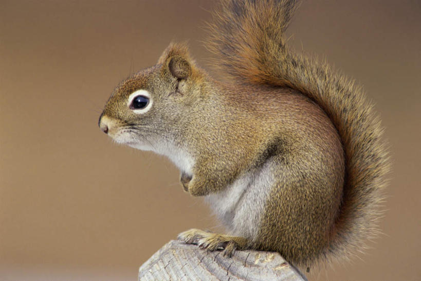 无人,站,横图,室外,特写,白天,侧面,美景,野生动物,阴影,朦胧,模糊,光线,尾巴,影子,景观,树桩,注视,树,树干,一只,阳光,自然,动物,松鼠,观察,看,站着,木桩,景色,可爱,活泼,观看,察看,关注,自然风光,红松鼠,站立,彩图,全身