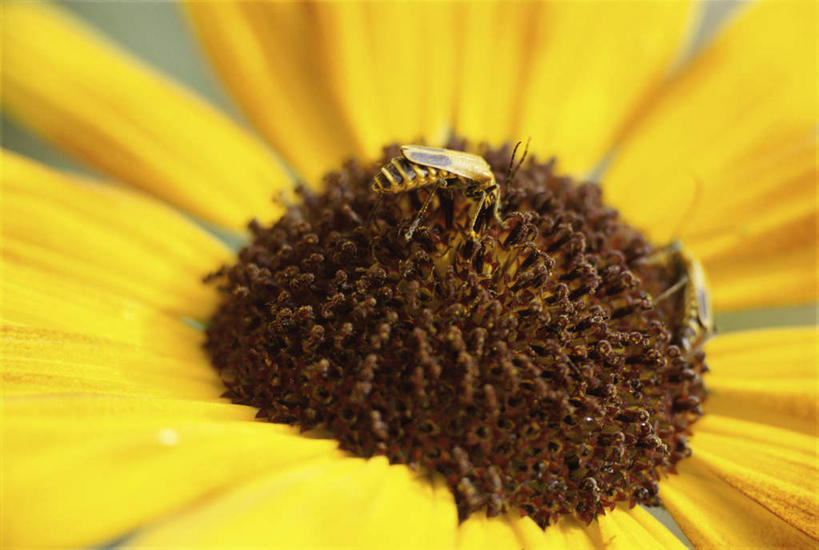 无人,横图,室外,特写,白天,正面,爱情,美景,蜜蜂,阴影,朦胧,模糊,光线,昆虫,影子,景观,一朵,一只,黄色,阳光,自然,动物,菊花,景色,吉祥,自然风光,益虫,授粉,高洁,长寿,怀恋,清净,真情,寿客,秋菊,彩图,全身