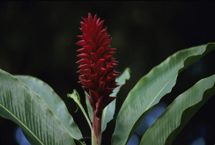 无人,横图,室外,特写,白天,正面,美景,植物,叶子,阴影,黑色背景,盛开,光线,纹理,影子,景观,绿叶,花蕾,花,花瓣,花朵,鲜花,一朵,红色,绿色,阳光,自然,花苞,花蕊,嫩叶,景色,自然风光,肌理,瓷玫瑰,火炬姜,叶,叶片,叶脉,彩图