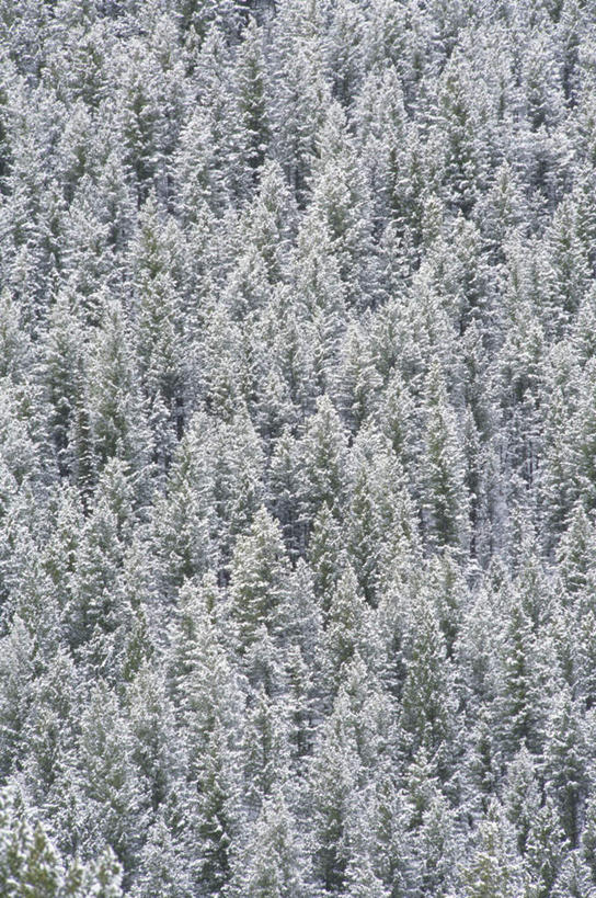 无人,竖图,俯视,航拍,室外,白天,旅游,度假,美景,森林,树林,雪,植物,大雪,美国,积雪,景观,雪景,冬季,冬天,娱乐,树,树木,绿色,自然,享受,休闲,景色,放松,寒冷,生长,成长,北美,北美洲,鸟瞰,自然风光,美洲,爱达荷州,北亚美利加洲,亚美利加洲,严寒,爱达荷,爱达华州,宝石之州,宝石州,彩图,高角度拍摄