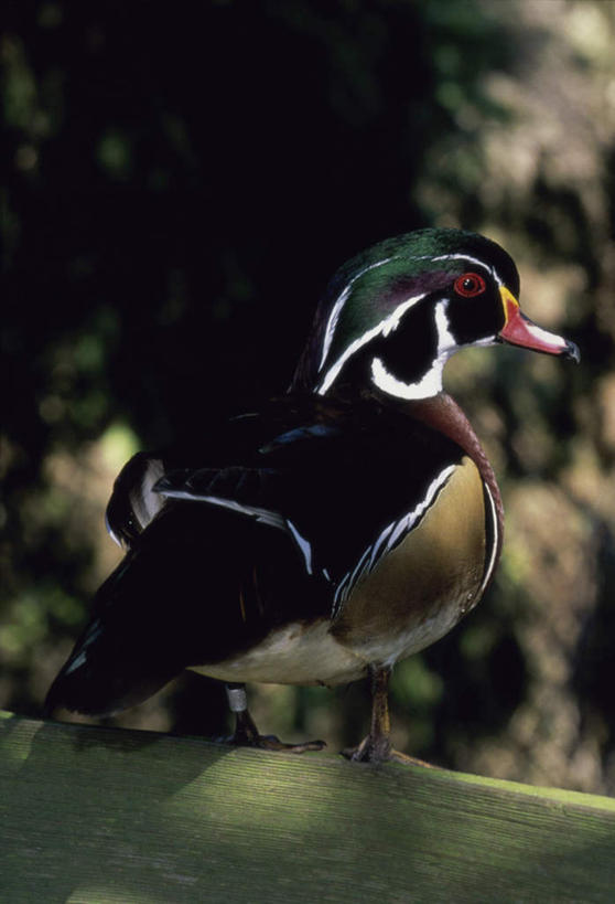 无人,站,竖图,室外,白天,侧面,美景,鸟,鸳鸯,叶子,阴影,朦胧,模糊,光线,鸟类,影子,景观,绿叶,注视,一只,阳光,自然,观察,看,站着,嫩叶,景色,观看,察看,关注,自然风光,林鸳鸯,北美鸳鸯,树鸳鸯,叶,叶片,站立,彩图,全身