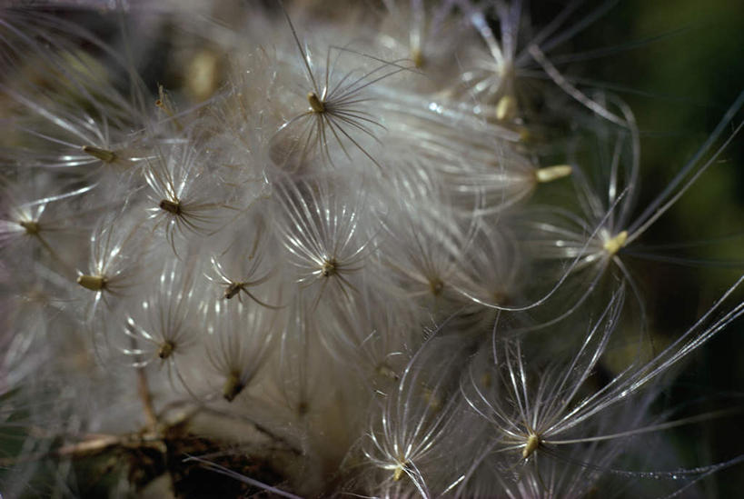无人,横图,室外,特写,白天,正面,微距,美景,植物,阴影,朦胧,模糊,光线,影子,景观,草药,药草,中药,白色,阳光,自然,景色,自然风光,药材,中草药,中药材,本草,马利筋,彩图,微距摄影