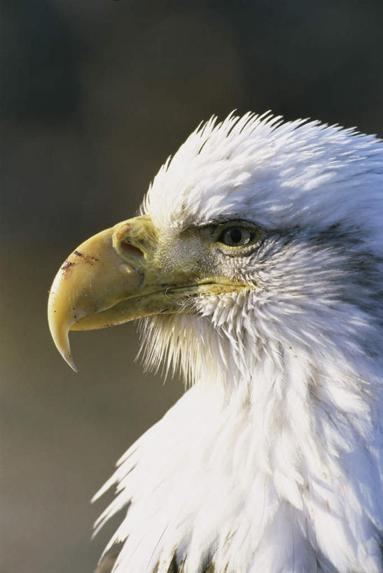 头,无人,站,竖图,室外,特写,白天,正面,美景,鸟,野生动物,羽毛,阴影,朦胧,模糊,轻盈,柔软,光线,鸟类,影子,景观,注视,一只,白色,阳光,自然,动物,观察,看,站着,景色,观看,察看,关注,自然风光,白头鹰,凶猛,海雕,白头海雕,轻柔,美洲雕,残暴,凶残,头部,站立,半身,彩图