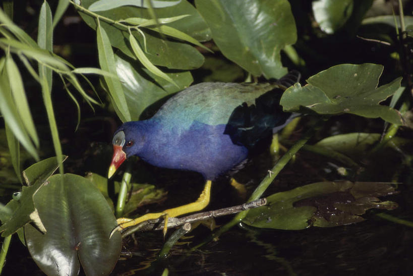 无人,站,横图,室外,白天,侧面,美景,植物,鸟,叶子,阴影,光线,鸟类,纹理,影子,景观,绿叶,注视,一只,绿色,阳光,自然,观察,看,站着,嫩叶,景色,观看,察看,关注,自然风光,肌理,黑水鸡,红骨顶,叶,叶片,叶脉,站立,彩图,全身