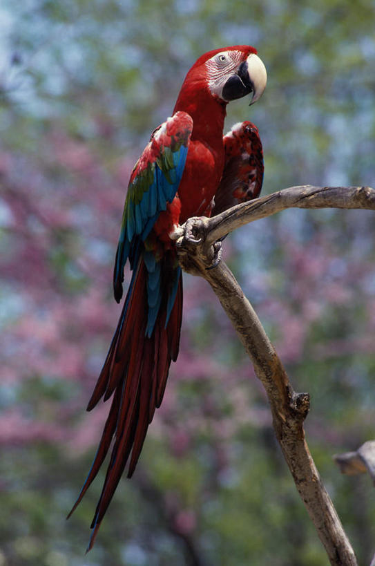 无人,站,竖图,室外,白天,仰视,美景,植物,鸟,鹦鹉,阴影,朦胧,模糊,盛开,光线,鸟类,影子,景观,枝条,花蕾,注视,花,花瓣,花朵,鲜花,树,树木,树枝,一只,阳光,自然,动物,花苞,花蕊,观察,看,站着,景色,可爱,活泼,观看,察看,金刚鹦鹉,关注,自然风光,观赏鸟,红额金刚鹦鹉,虬枝,枝杈,站立,彩图,低角度拍摄,全身