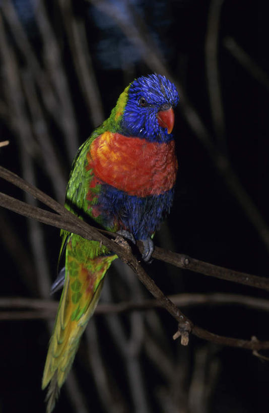 无人,站,竖图,彩色,室外,白天,正面,美景,植物,鸟,鹦鹉,羽毛,阴影,朦胧,模糊,轻盈,柔软,光线,鸟类,影子,景观,枝条,注视,树,树木,树枝,阳光,自然,动物,观察,看,站着,景色,可爱,活泼,观看,察看,关注,自然风光,轻柔,观赏鸟,虬枝,枝杈,吸蜜鹦鹉,站立,彩图,全身