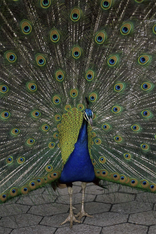 无人,竖图,室外,白天,正面,美景,道路,路,孔雀,鸟,野生动物,阴影,鲜艳,光线,鸟类,影子,景观,小路,交通,美丽,漂亮,一只,阳光,自然,动物,景色,可爱,活泼,保护,吉祥,优美,自然风光,华贵,善良,防御,艳丽,孔雀开屏,越鸟,百鸟之王,示威,斑斓,瑰丽,娇艳,锦绣,奇丽,求偶,半身,彩图