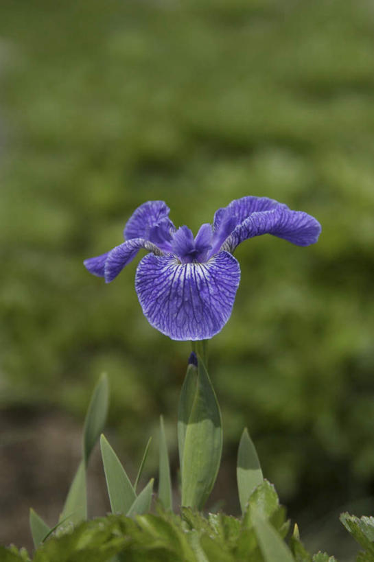 无人,竖图,室外,特写,白天,正面,草地,草坪,美景,植物,阴影,朦胧,模糊,光线,影子,景观,草药,中药,草,一朵,蓝色,绿色,阳光,自然,景色,鸢尾,自然风光,药材,中草药,中药材,本草,紫蝴蝶,蓝蝴蝶,乌鸢,扁竹花,彩图