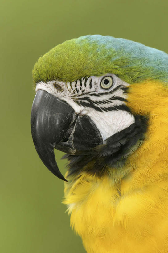 头,无人,竖图,室外,特写,白天,正面,美景,鸟,鹦鹉,阴影,朦胧,模糊,光线,鸟类,影子,景观,注视,一只,阳光,自然,动物,观察,看,景色,可爱,活泼,观看,察看,金刚鹦鹉,关注,自然风光,观赏鸟,黄领金刚鹦鹉,金领金刚鹦鹉,头部,半身,彩图