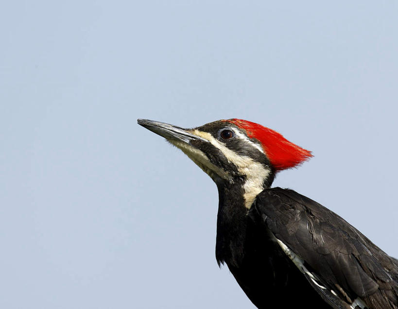 头,无人,站,横图,室外,特写,白天,侧面,美景,鸟,啄木鸟,阴影,光线,鸟类,影子,景观,注视,一只,蓝色,蓝天,天空,阳光,自然,天,观察,看,站着,景色,晴朗,观看,察看,关注,自然风光,万里无云,北美黑啄木鸟,黑啄木鸟,头部,晴空,晴空万里,森林医生,抬头,仰头,站立,半身,彩图,益鸟