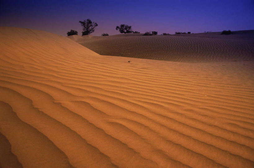 无人,横图,室外,白天,正面,旅游,度假,美景,日落,沙漠,植物,印度,亚洲,景观,晚霞,霞光,落日,娱乐,树,树木,绿色,自然,黄昏,享受,休闲,景色,彩霞,放松,生长,成长,炎热,自然风光,南亚,拉贾斯坦邦,拉贾斯坦,印度共和国,贾沙梅尔,酷热,燥热,夕照,大漠,砂漠,夕阳,彩图,斜阳