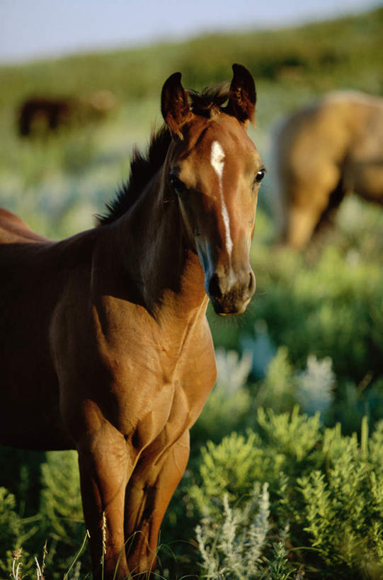 无人,站,吃,竖图,室外,白天,正面,草地,草坪,美景,植物,马,野生动物,阴影,朦胧,模糊,光线,影子,景观,注视,草,绿色,阳光,自然,动物,低头,观察,看,站着,景色,运输,牲畜,观看,察看,关注,自然风光,三匹,垂头,嚼,食,站立,半身,彩图