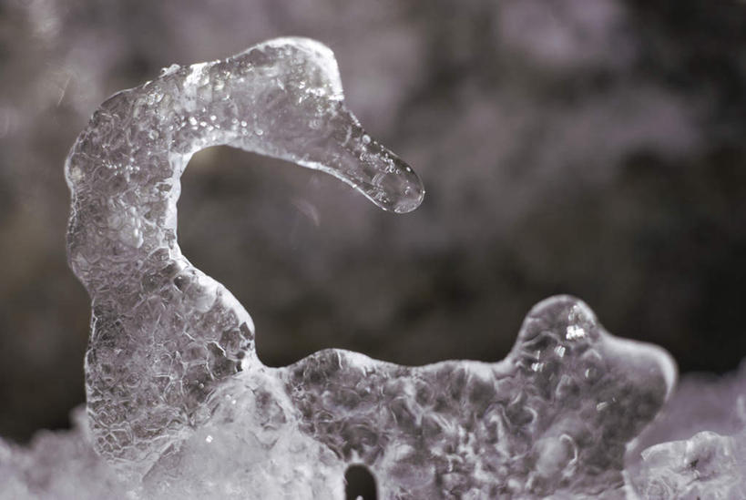 无人,横图,室外,特写,白天,正面,美景,雕塑,阴影,朦胧,模糊,艺术,装饰,光线,昆虫,雕刻,雕像,影子,景观,一只,阳光,自然,动物,工艺品,景色,纪念,美术,自然风光,冰雕,主题,陈列,益虫,功能,美学,天蛾,蜂鸟蛾,彩图