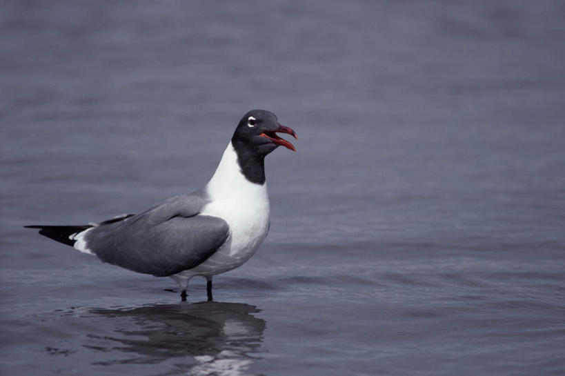 无人,站,横图,室外,白天,侧面,河流,美景,水,鸟,阴影,朦胧,模糊,光线,鸟类,影子,河水,景观,水流,注视,一只,阳光,自然,观察,看,站着,景色,观看,察看,关注,自然风光,鸥,银鸥,黑背鸥,黄腿鸥,站立,彩图,全身,黄脚鸥
