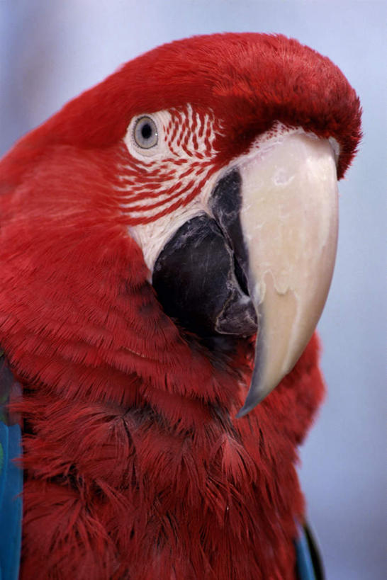 头,无人,站,竖图,室外,特写,白天,正面,美景,鸟,鹦鹉,阴影,朦胧,模糊,光线,鸟类,影子,景观,注视,一只,阳光,自然,动物,观察,看,站着,景色,可爱,活泼,观看,察看,金刚鹦鹉,关注,自然风光,观赏鸟,红额金刚鹦鹉,头部,站立,彩图