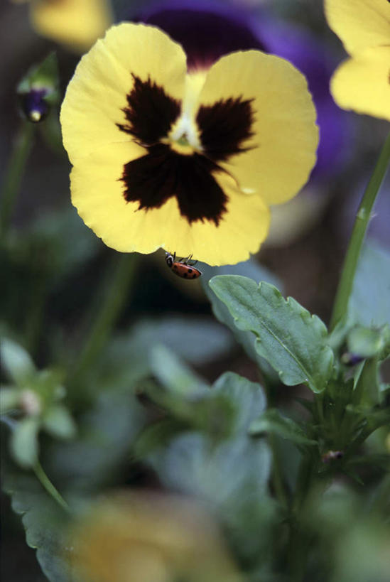 无人,竖图,室外,特写,白天,正面,美景,阴影,朦胧,模糊,盛开,光线,影子,景观,三色堇,花蕾,花,花瓣,花朵,鲜花,黄色,阳光,自然,蝴蝶花,花苞,花蕊,景色,自然风光,三色堇菜,人面花,猫脸花,阳蝶花,鬼脸花,猫儿脸,彩图