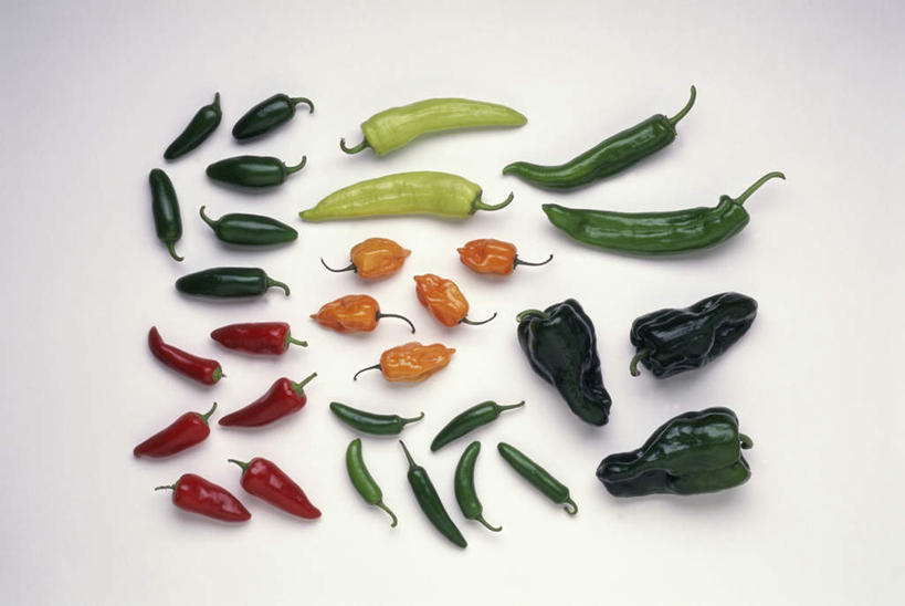 无人,横图,俯视,室内,特写,白天,白色背景,辣椒,蔬菜,一排,许多,阴影,新鲜,整齐,反射,影子,调味,香料,佐料,食品,食物,排列,红色,绿色,橙色,摄影,有机食品,绿色食品,影棚,配料,队列,辣角,大椒,辣虎,广椒,作料,墨西哥辣椒,哈雷派尼奥,哈雷派尼奥辣椒,辣子,海椒,番椒,彩图,高角度拍摄,影棚拍摄,拍摄