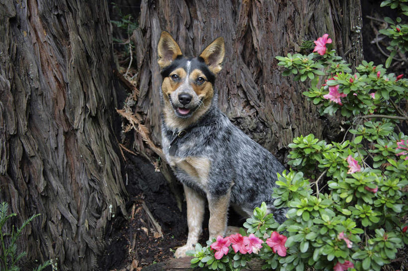 无人,站,横图,室外,白天,正面,美景,宠物,狗,叶子,阴影,盛开,光线,影子,景观,绿叶,树桩,花蕾,注视,花,花瓣,花朵,鲜花,树,树干,一只,阳光,自然,动物,花苞,花蕊,观察,看,站着,嫩叶,木桩,景色,可爱,观看,察看,关注,自然风光,忠诚,澳大利亚野狗,澳大利亚野犬,澳洲野狗,澳洲野犬,叶,叶片,犬,站立,半身,彩图