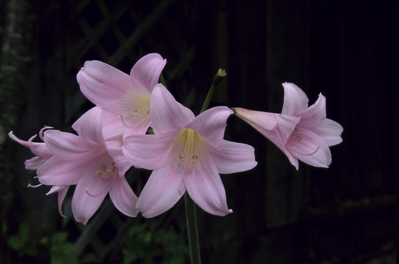 无人,横图,室外,特写,白天,正面,美景,百合花,四朵,盛开,景观,花蕾,花,花瓣,花朵,鲜花,粉色,自然,花苞,花蕊,景色,自然风光,强瞿,百合蒜,倒仙,番韭,山丹,彩图