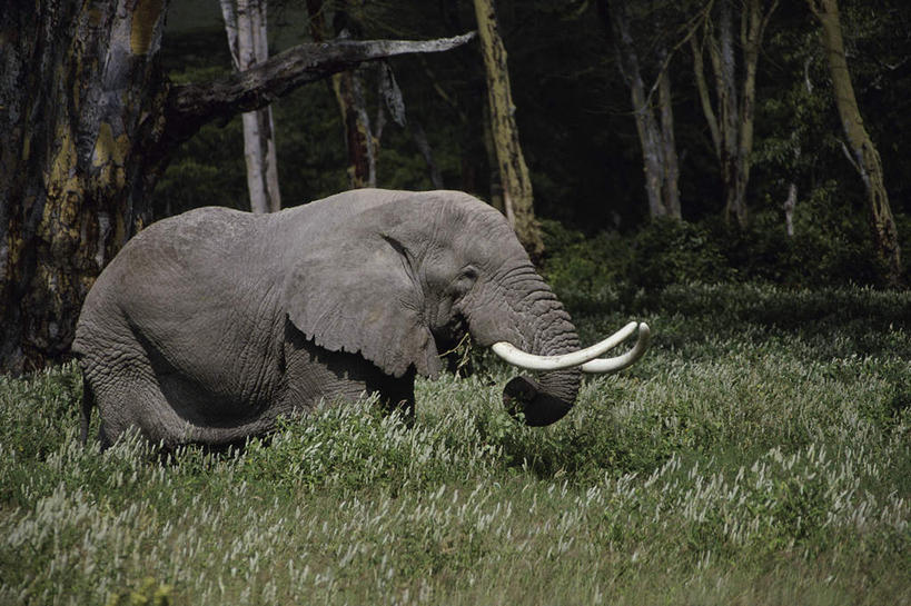 无人,走,横图,室外,白天,侧面,旅游,度假,草地,草坪,美景,森林,树林,植物,哺乳动物,大象,野生动物,非洲,坦桑尼亚,景观,注视,娱乐,草,树,树木,一只,绿色,自然,动物,观察,看,享受,休闲,景色,放松,生长,成长,观看,察看,关注,自然风光,东非,恩戈罗恩戈罗保护区,恩戈罗恩戈罗自然保护区,坦桑尼亚联合共和国,象,步行,散步,走路,彩图,全身