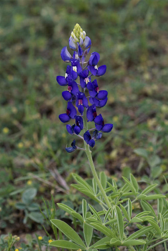 无人,竖图,室外,特写,白天,正面,幸福,美景,叶子,朦胧,模糊,盛开,景观,羽扇豆,绿叶,鲁冰花,花蕾,花,花瓣,花朵,鲜花,黄色,蓝色,自然,花苞,花蕊,嫩叶,菊花,景色,母爱,优雅,纤细,自然风光,矢车菊,忠诚,再生,蓝芙蓉,荔枝菊,思念,奉献,无私,苦涩,热爱,叶,叶片,彩图,德克萨斯羽扇豆,小蓝帽