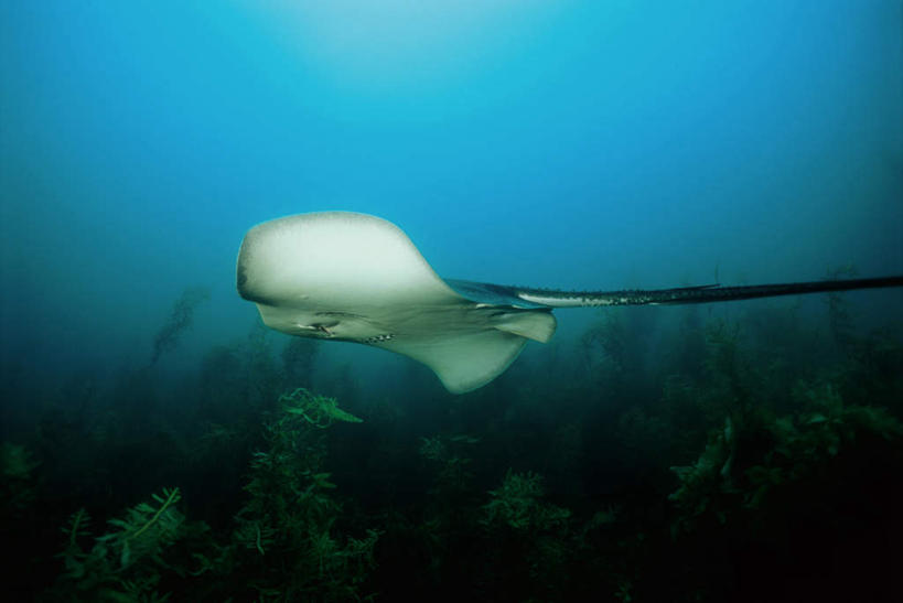 游泳,海鲜,无人,横图,室外,白天,侧面,旅游,度假,海底,水下,海浪,海洋,美景,一条,鱼,景观,浪花,水底,注视,娱乐,水产,鱼类,海洋生物,自然,海水,观察,看,享受,休闲,景色,放松,海底世界,观看,察看,关注,自然风光,水生动物,海产品,水生物,海景,海底动物,魟鱼,魔鬼鱼,蝠鲼,泅水,拍浮,大海,风浪,海,海床,海水的波动,近岸浪,涌浪,彩图,全身