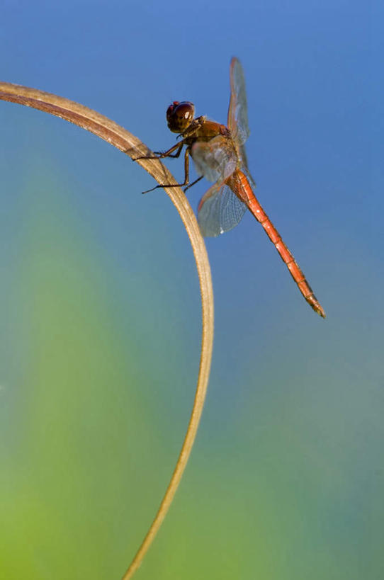 无人,竖图,室外,特写,白天,正面,旅游,度假,美景,伸展,张开,展翅,朦胧,模糊,翅膀,蜻蜓,昆虫,景观,停留,娱乐,一只,自然,动物,享受,休闲,景色,放松,停止,自然风光,猫猫丁,咪咪洋,蚂螂,河嘻嘻,益虫,张开翅膀,逗留,停顿,展开翅膀,彩图,全身
