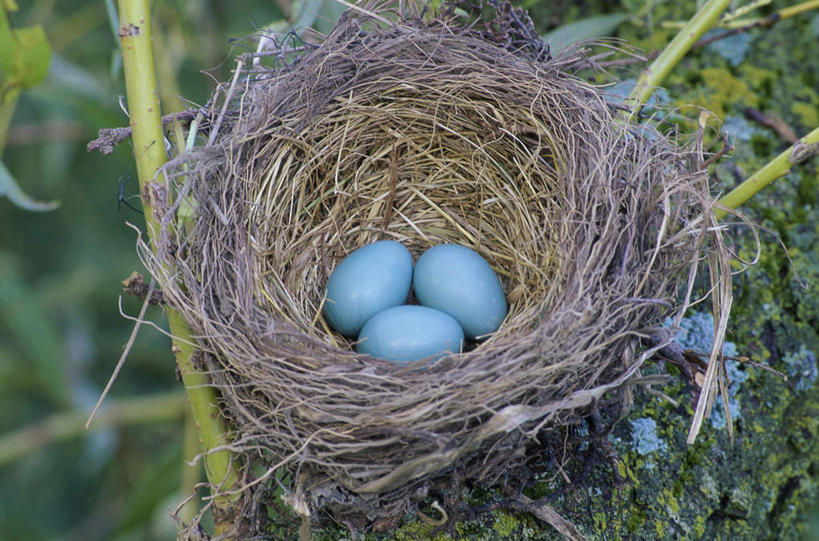 无人,横图,俯视,室外,特写,白天,旅游,度假,美景,植物,鸟,叶子,枯萎,朦胧,模糊,透明,鸟类,知更鸟,鸟巢,景观,蛋,干草,枯草,绿叶,枝条,三颗,娱乐,草,树,树木,树枝,黄色,蓝色,自然,草垛,享受,休闲,嫩叶,景色,放松,自然风光,卵,理智,沉静,冷色,高深,冷淡,红襟鸟,欧亚鸲,知更雀,虬枝,枝杈,罗宾鸟,干草垛,叶,叶片,彩图,高角度拍摄
