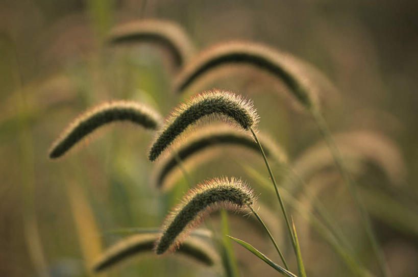 无人,横图,室外,特写,白天,正面,农作物,小麦,美景,植物,阴影,朦胧,模糊,光线,影子,景观,谷物,草药,药草,狗尾巴草,中药,阳光,自然,狗尾草,景色,麦子,自然风光,药材,中草药,中药材,本草,绿狗尾草,谷莠子,粉绿狐尾藻,狐尾草,彩图