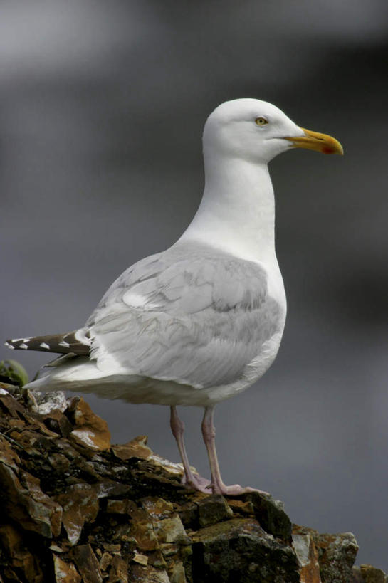 无人,站,竖图,室外,白天,侧面,旅游,度假,石头,美景,鸟,朦胧,模糊,鸟类,石子,景观,注视,娱乐,一只,白色,自然,观察,看,站着,享受,休闲,景色,放松,观看,察看,关注,自然风光,鸥,银鸥,黑背鸥,黄腿鸥,石块,岩石,站立,彩图,全身,黄脚鸥