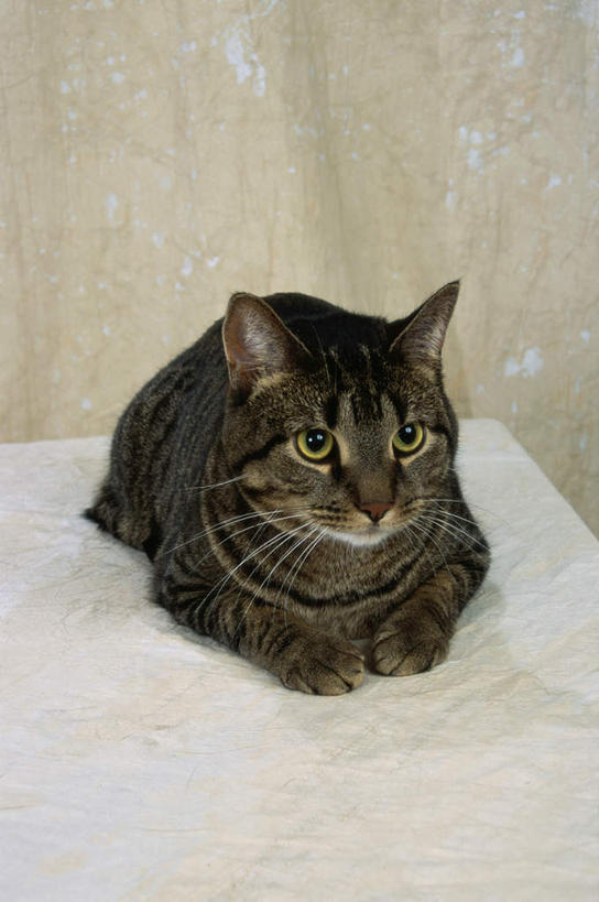 无人,躺,竖图,室内,白天,正面,桌面,桌子,宠物,猫,阴影,反射,木制,影子,注视,一只,黑色,动物,木制品,观察,看,可爱,观看,察看,关注,猫咪,缅因库恩猫,缅因猫,卧着,躺着,卧,彩图,全身