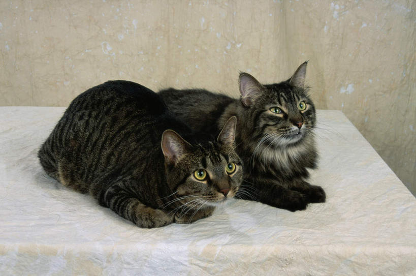 无人,躺,横图,室内,白天,正面,桌面,桌子,宠物,猫,阴影,反射,木制,影子,注视,黑色,动物,木制品,观察,看,两只,可爱,观看,察看,关注,猫咪,缅因库恩猫,缅因猫,卧着,躺着,卧,彩图,全身