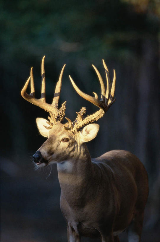 无人,站,竖图,室外,白天,正面,旅游,度假,美景,森林,树林,植物,哺乳动物,鹿,野生动物,阴影,朦胧,模糊,光线,影子,景观,注视,娱乐,树,树木,一只,绿色,阳光,自然,动物,观察,看,站着,享受,休闲,景色,放松,可爱,活泼,生长,成长,观看,察看,关注,自然风光,白尾鹿,维基尼亚鹿,维吉尼亚鹿,站立,半身,彩图