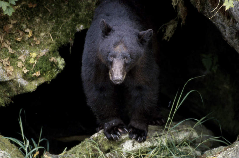 无人,站,横图,室外,白天,正面,旅游,度假,石头,美景,野生动物,熊,黑熊,美国,石子,洞,景观,注视,娱乐,一只,黑色,自然,动物,观察,看,站着,享受,休闲,景色,放松,洞穴,观看,察看,北美,北美洲,关注,自然风光,美洲,凶猛,美洲黑熊,阿拉斯加,阿拉斯加州,穴,北亚美利加洲,亚美利加洲,最后的边疆,午夜阳光之地,黑瞎子,熊瞎子,残暴,凶残,石块,岩石,站立,彩图,全身