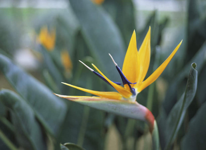 无人,横图,室外,特写,白天,正面,美景,鹤望兰,叶子,朦胧,模糊,盛开,景观,绿叶,花蕾,花,花瓣,花朵,鲜花,一朵,黄色,自然,花苞,花蕊,嫩叶,景色,高雅,清新,自然风光,极乐鸟花,天堂鸟,叶,叶片,彩图