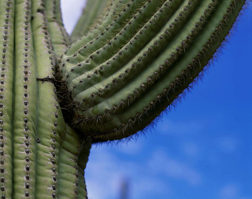 无人,公园,横图,室外,特写,白天,仰视,旅游,度假,美景,植物,仙人掌,美国,阴影,光线,火焰,影子,景观,云,云朵,草药,云彩,娱乐,中药,蓝色,白云,蓝天,天空,阳光,自然,天,享受,休闲,景色,放松,晴朗,亚利桑那,北美,北美洲,国家公园,自然风光,美洲,药材,中草药,亚利桑那州,中药材,本草,大峡谷之州,牛舌头,北亚美利加洲,亚美利加洲,美国仙人掌国家公园,仙人掌国家公园,晴空,玉芙蓉,仙巴掌,火掌,霸王树,彩图,低角度拍摄