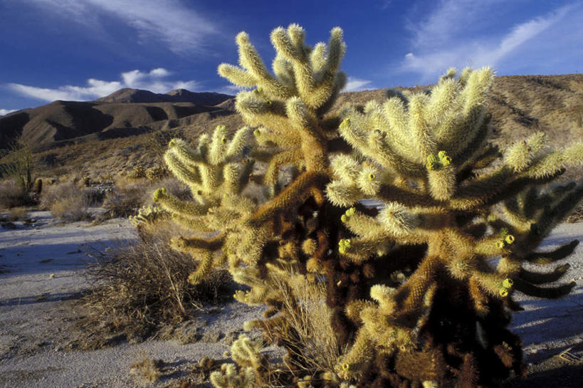 无人,公园,横图,室外,白天,正面,旅游,度假,石头,美景,沙漠,山,山脉,植物,仙人掌,美国,阴影,枯萎,光线,火焰,石子,影子,景观,山峰,云,云朵,枯草,草药,山峦,云彩,娱乐,中药,草,黄色,蓝色,白云,蓝天,天空,阳光,自然,群山,天,享受,休闲,景色,放松,晴朗,北美,北美洲,加利福尼亚,自然风光,美洲,药材,中草药,加州,沉积岩,中药材,本草,加利福尼亚州,安萨玻里哥沙漠公园,金州,黄金州,牛舌头,北亚美利加洲,亚美利加洲,水成岩,大漠,砂漠,石块,岩石,晴空,玉芙蓉,仙巴掌,火掌,霸王树,彩图