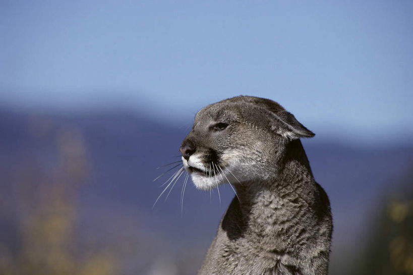 头,无人,坐,横图,室外,特写,白天,正面,旅游,度假,美景,植物,哺乳动物,野生动物,狮子,阴影,朦胧,模糊,光线,影子,景观,扭头,注视,娱乐,树,树木,一只,蓝色,绿色,蓝天,天空,阳光,自然,动物,天,观察,看,转头,享受,休闲,景色,放松,生长,晴朗,成长,观看,察看,关注,自然风光,凶猛,美洲狮,万里无云,山狮,残暴,凶残,头部,晴空,晴空万里,坐着,半身,彩图