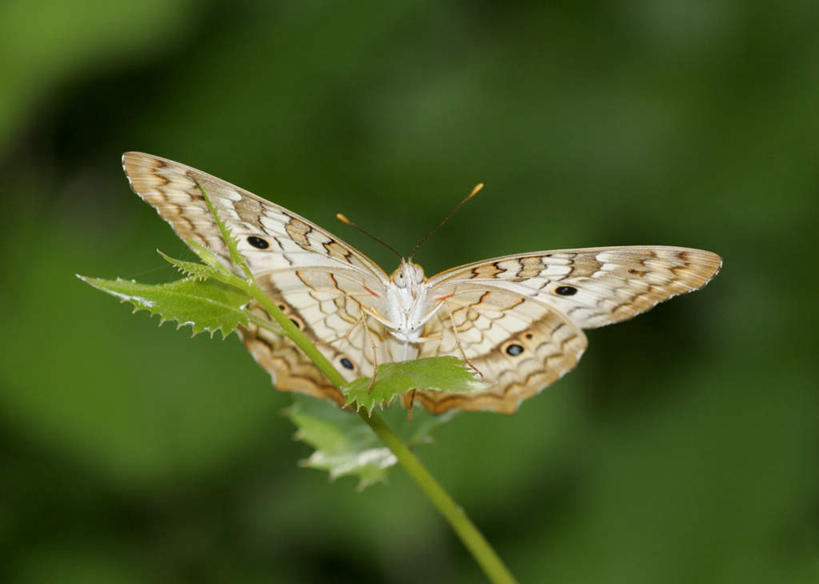 无人,横图,室外,特写,白天,正面,旅游,度假,美景,植物,蝴蝶,叶子,伸展,张开,展翅,朦胧,模糊,翅膀,昆虫,纹理,景观,绿叶,停留,娱乐,一只,绿色,自然,动物,享受,休闲,嫩叶,景色,放松,蛱蝶,停止,自然风光,益虫,张开翅膀,孔雀蛱蝶,肌理,四足蝶,残锷线蛱蝶,逗留,停顿,展开翅膀,孔雀蝴蝶,叶,叶片,叶脉,彩图,全身