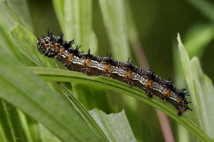 无人,横图,室外,特写,白天,侧面,旅游,度假,美景,植物,蝴蝶,叶子,朦胧,模糊,昆虫,纹理,景观,绿叶,停留,娱乐,一只,绿色,黑色,自然,动物,享受,休闲,嫩叶,景色,放松,毛毛虫,蛱蝶,停止,自然风光,益虫,肌理,害虫,四足蝶,逗留,停顿,毛虫,叶,叶片,叶脉,彩图,全身,鹿眼蛱蝶